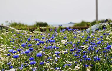 Wildflowers - blue (cars and Mumbles Head background).